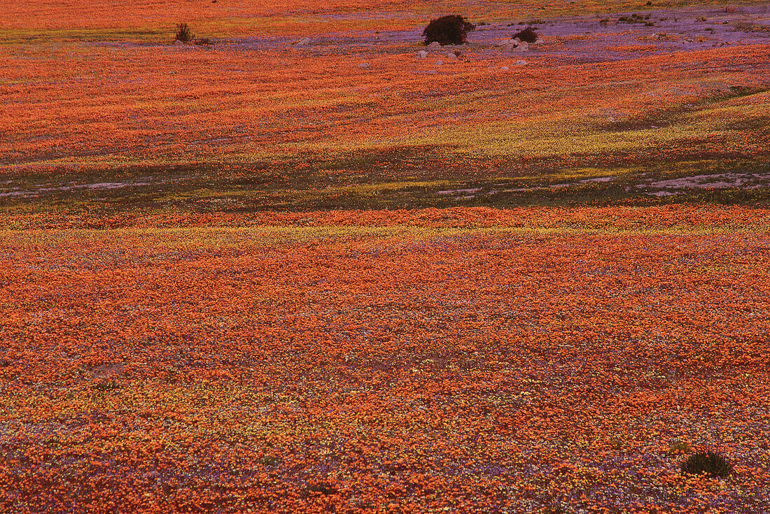 Flowers, Namaqualand, South Africa