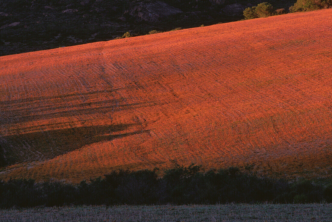 Feld mit Wildblumen, Südafrika