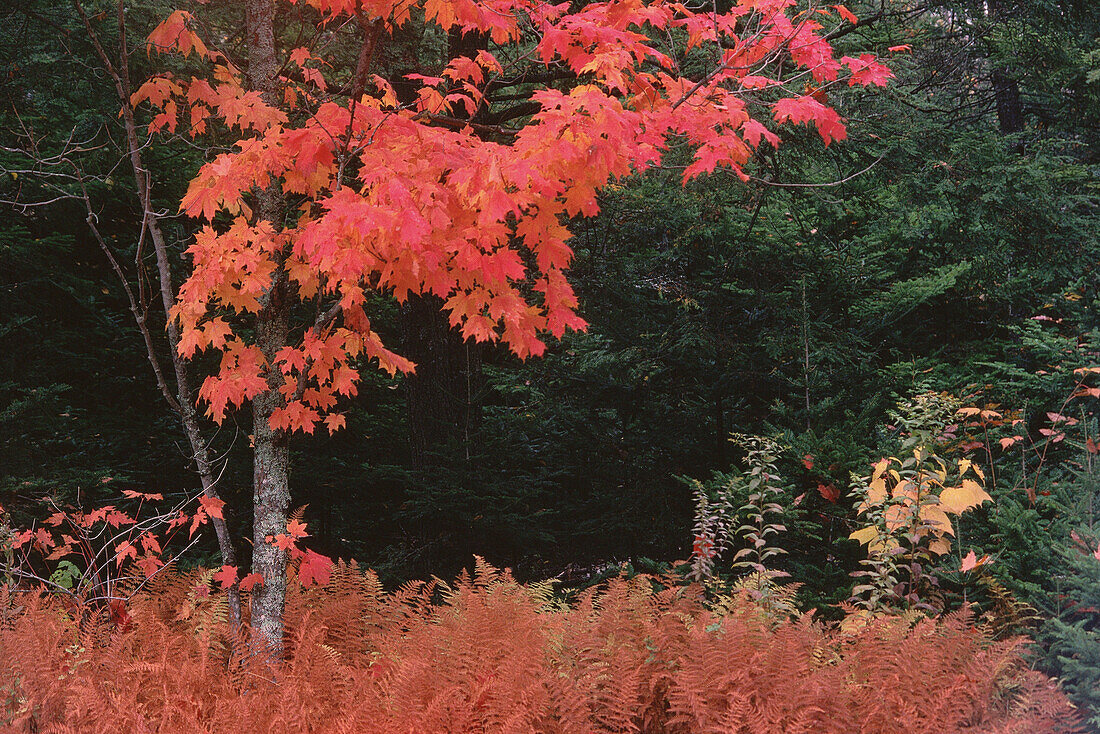 Red Maple, Kingston Peninsula, New Brunswick, Canada