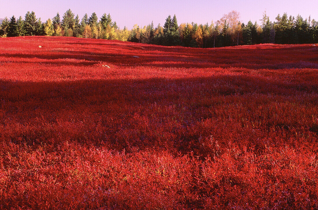 Blaubeerfeld im Herbst, Kingston Creek, New Brunswick, Kanada