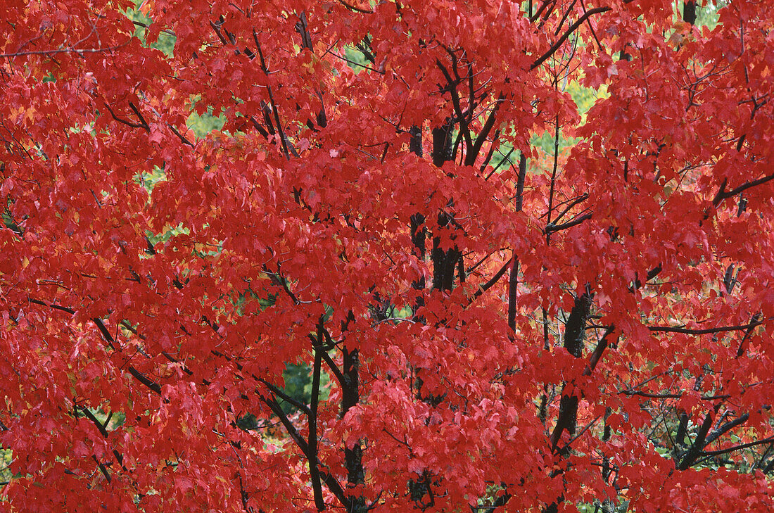 Maple Tree, Kingston, New Brunswick, Canada