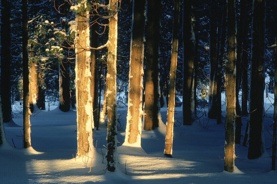 Sonnenlicht trifft auf Bäume im Schnee, Shamper's Bluff, New Brunswick, Kanada