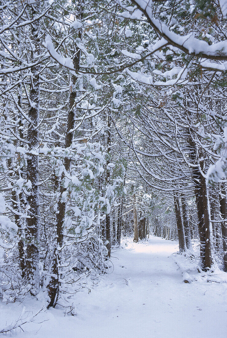 Cedar Grove Covered in Snow, Shamper's Bluff, New Brunswick, Canada