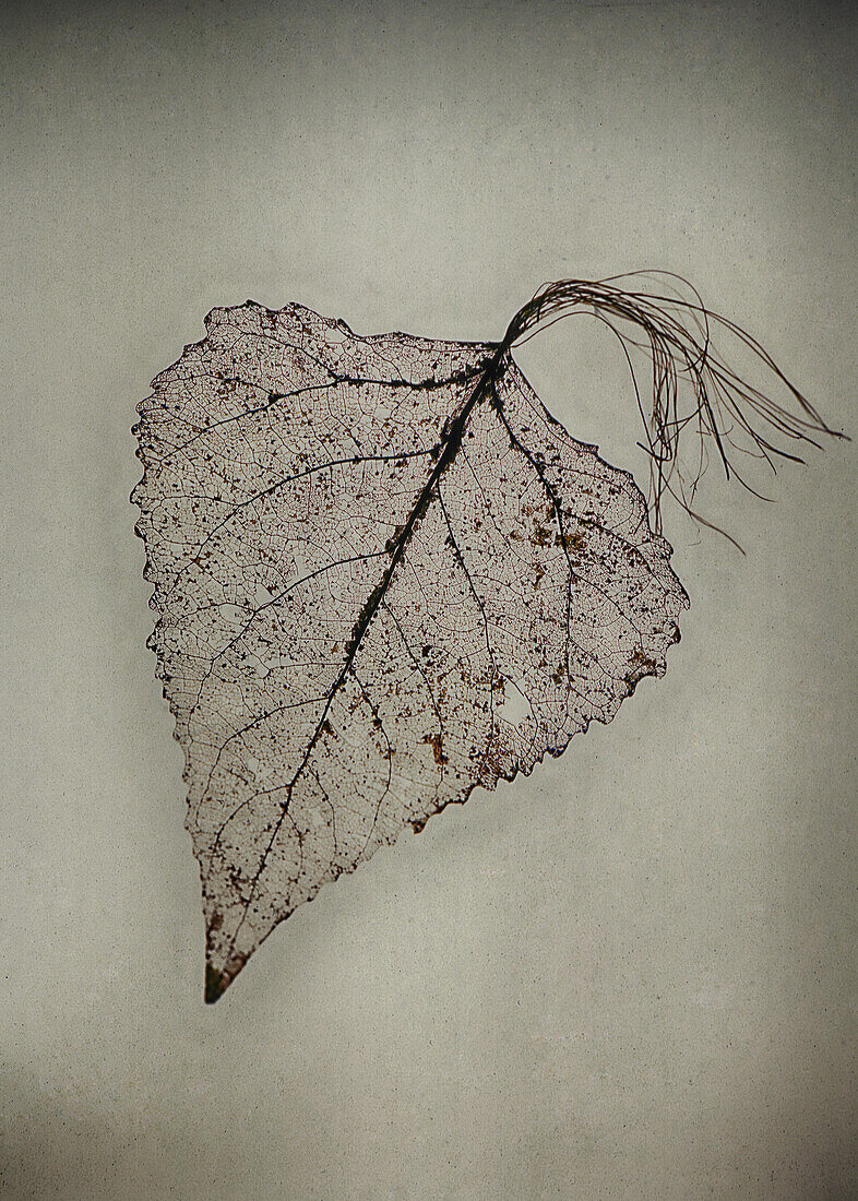 Close-up of Leaf, Studio Shot