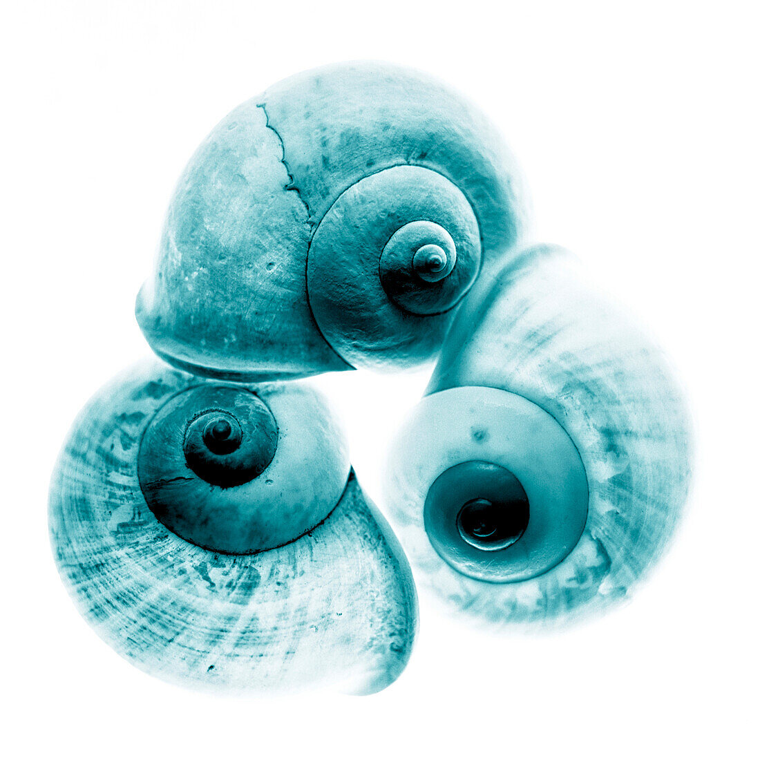 Close-up of Snail Shells, Studio Shot