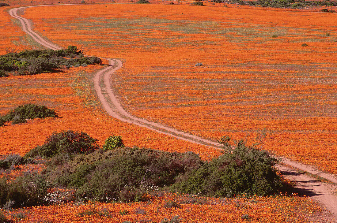 Straße durch Wildblumen, Namaqualand, Südafrika