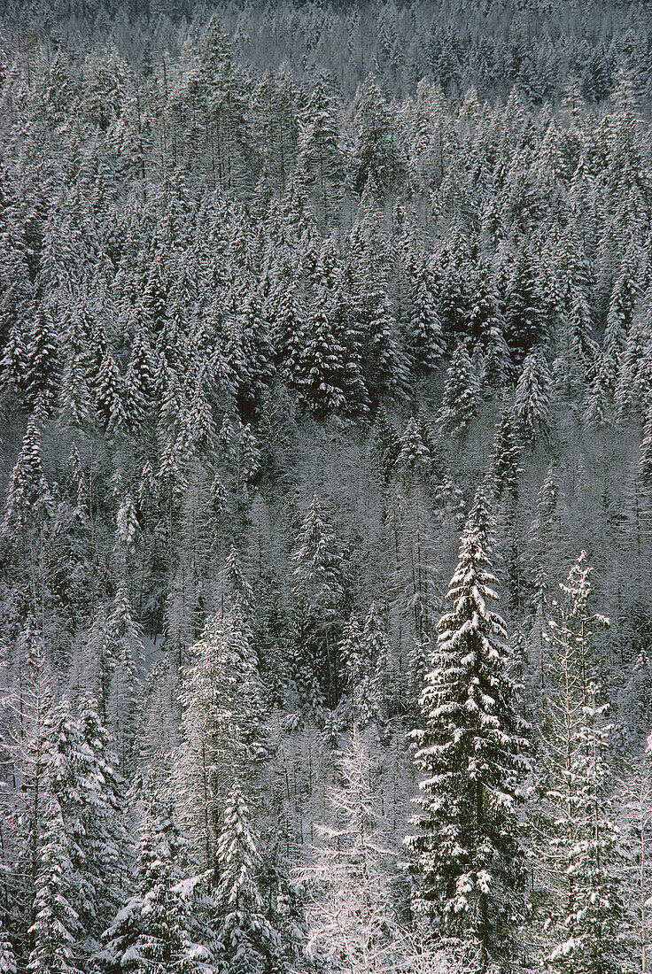 Bäume bei Trail, British Columbia, Kanada