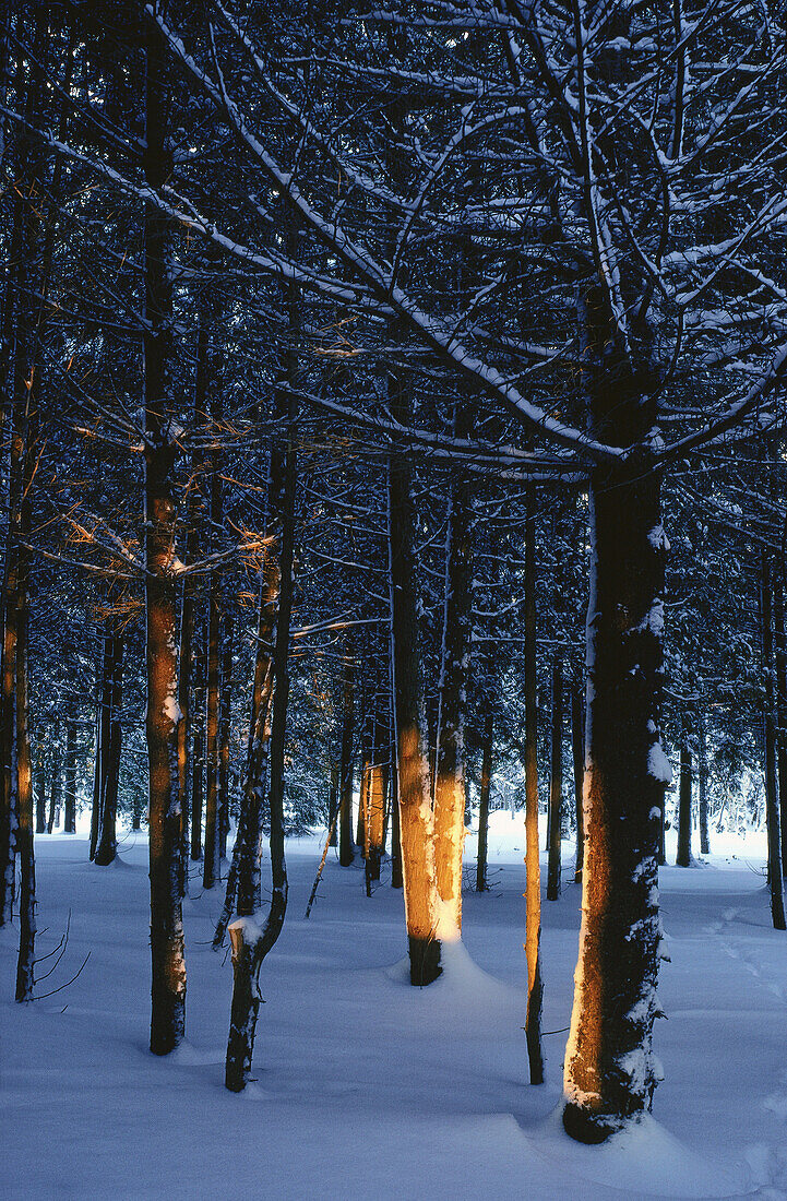 Bäume und Schnee, Shamper's Bluff, New Brunswick, Kanada