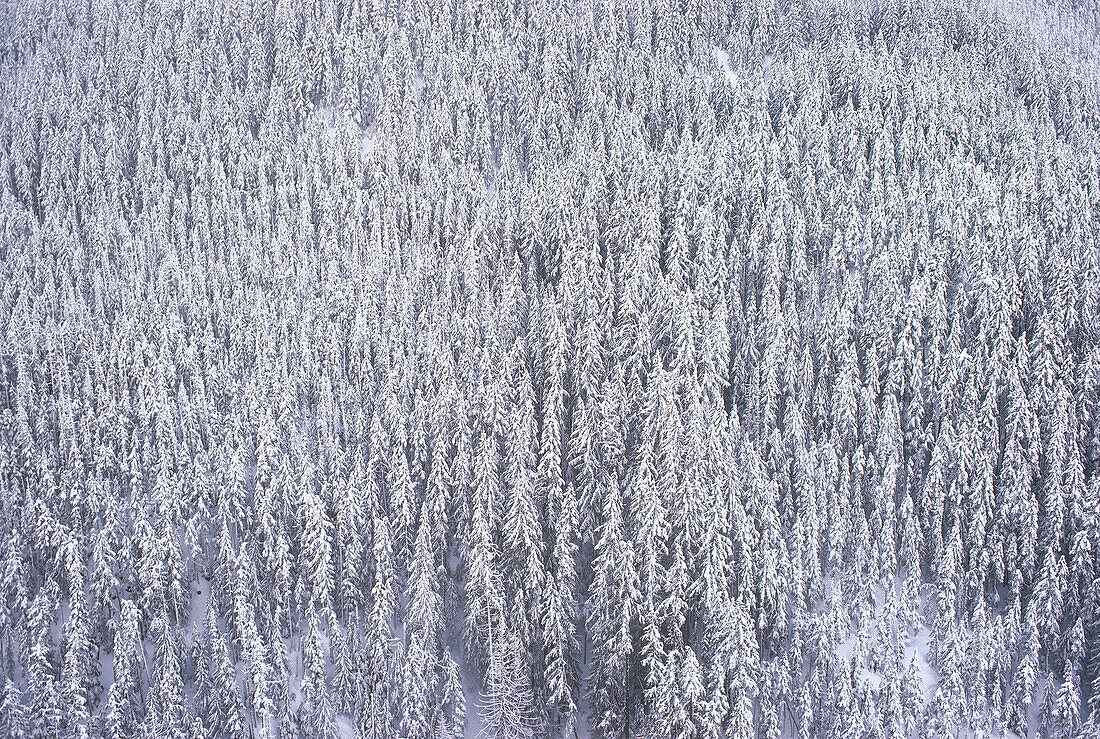Schneebedeckte Bäume, Manning Provincial Park, British Columbia, Kanada