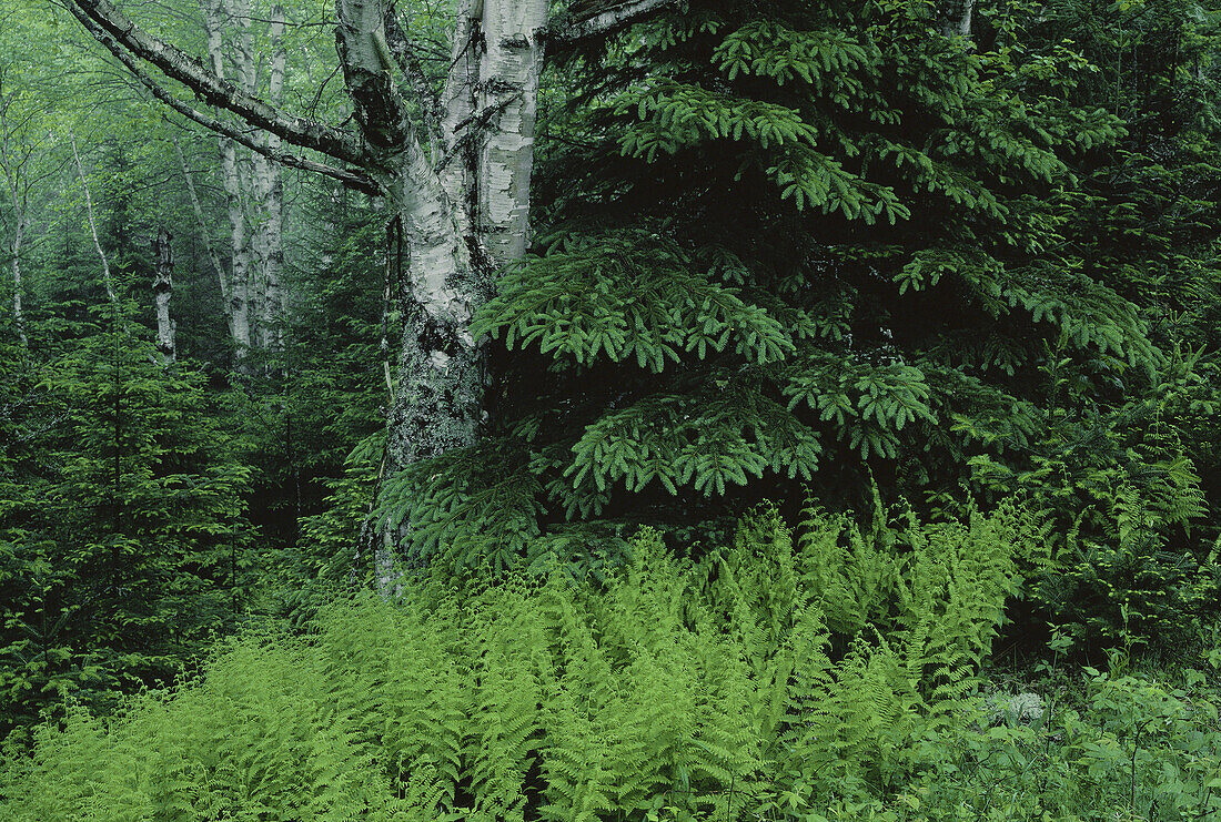 Frühlingswälder, Shamper's Bluff, New Brunswick, Kanada