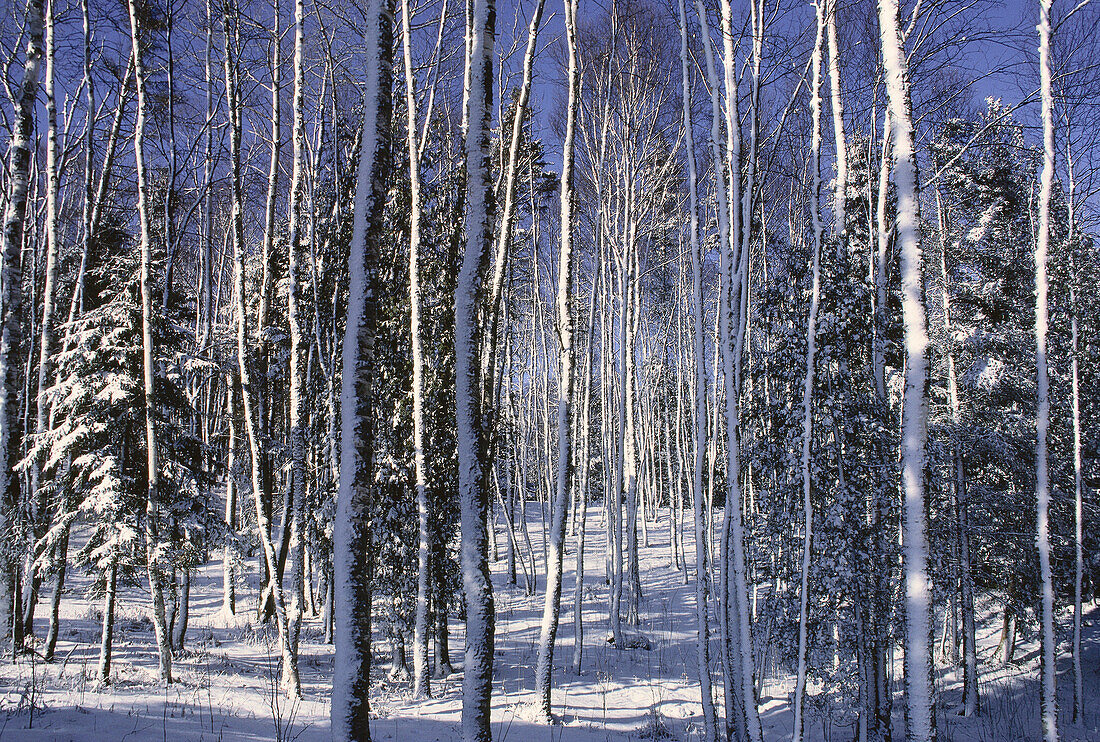 Wälder im Winter, Shamper's Bluff, New Brunswick, Kanada