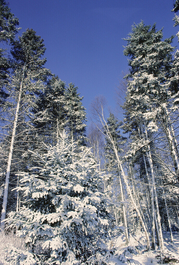 Schnee auf Bäumen vor blauem Himmel, Shamper's Bluff, New Brunswick, Kanada