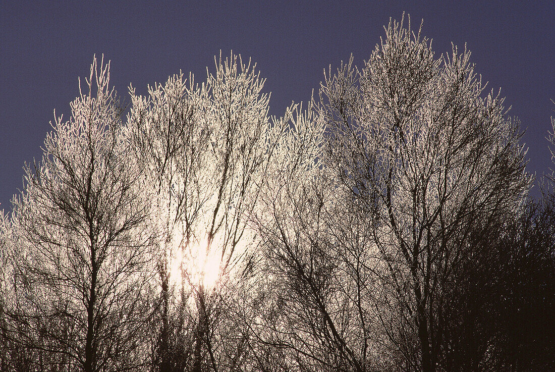 Sonne beleuchtet Frost auf Bäumen, Shamper's Bluff, New Brunswick, Kanada