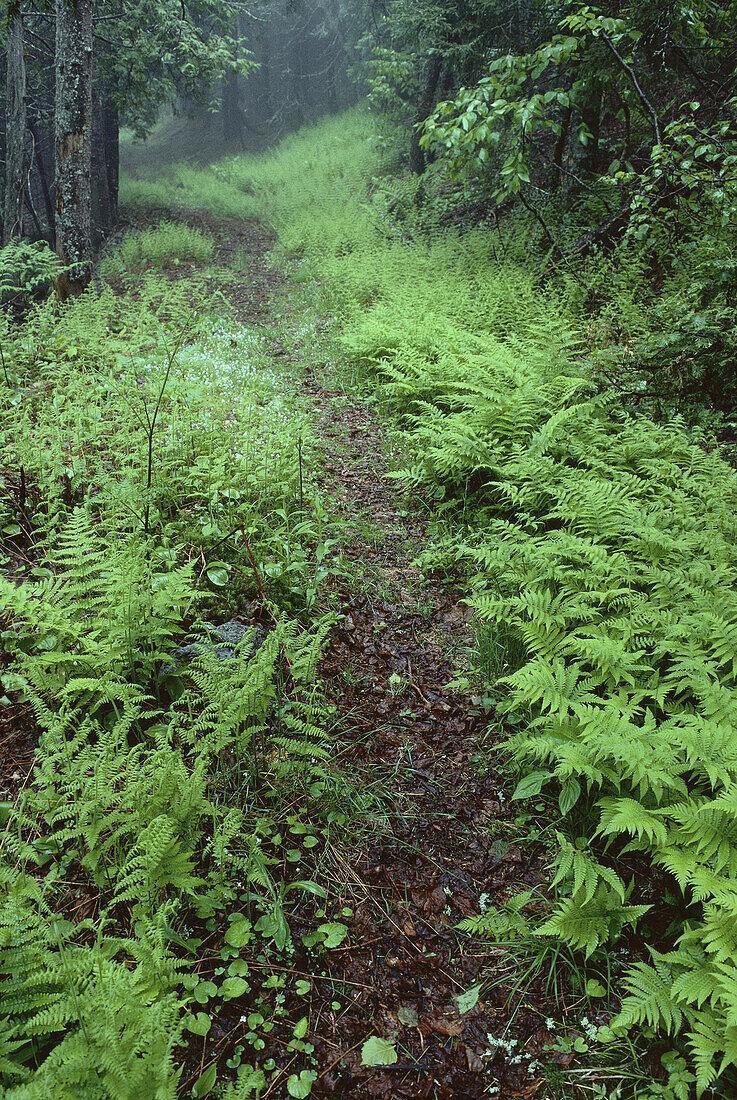 Waldweg im Spätfrühling, Shamper's Bluff, New Brunswick, Kanada