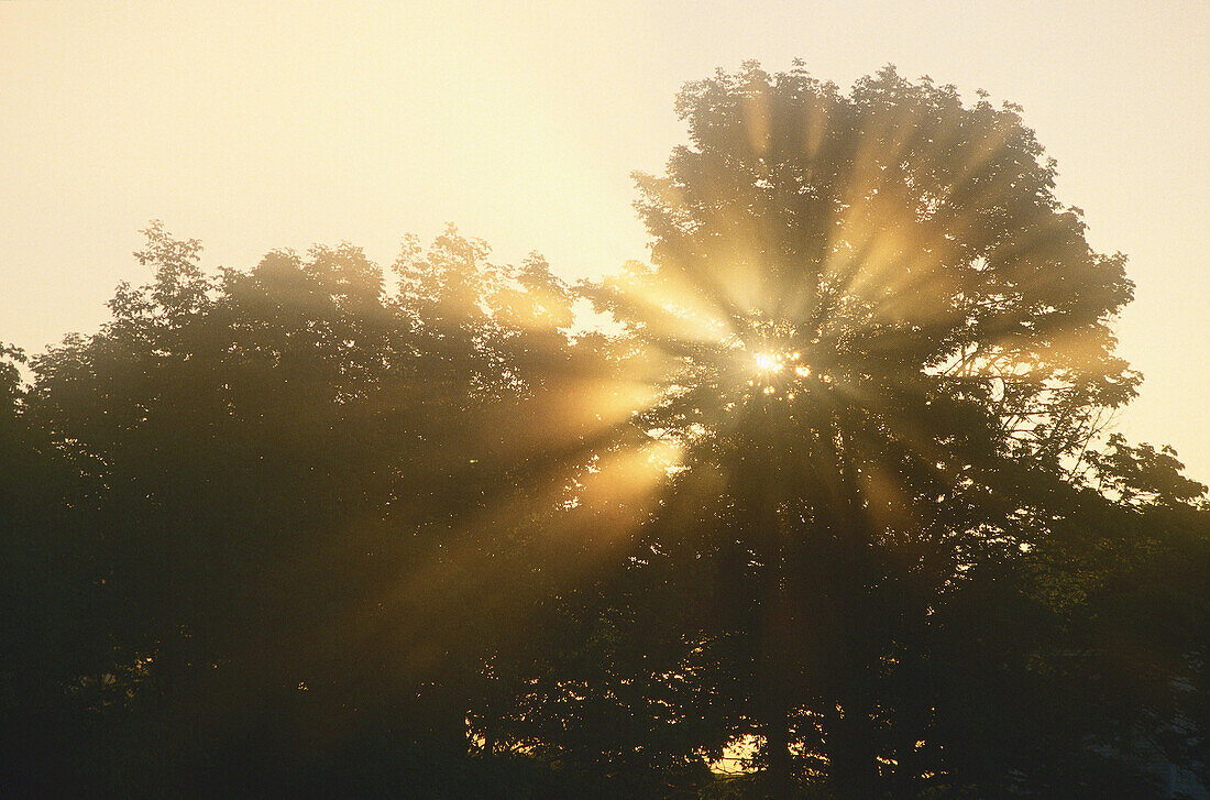 Sonne durch Bäume, Jemseg, New Brunswick, Kanada