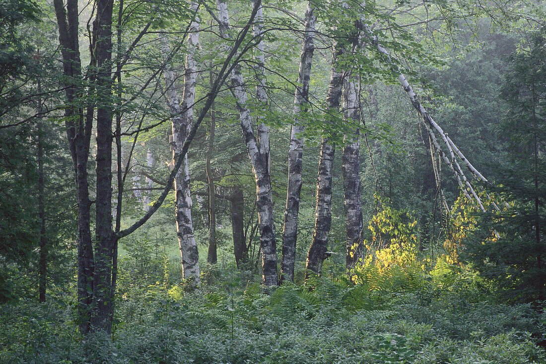 Edge of Forest, Shamper's Bluff, New Brunswick, Canada