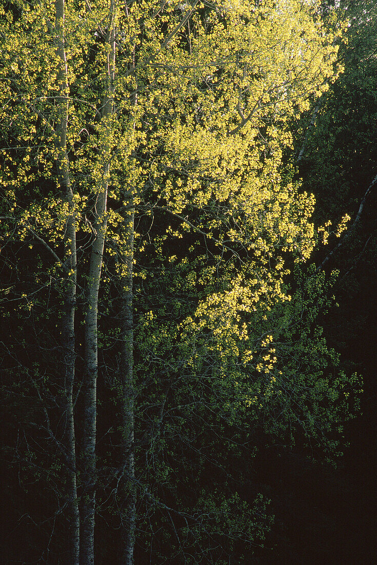 Birch Trees in Spring, New Brunswick, Canada
