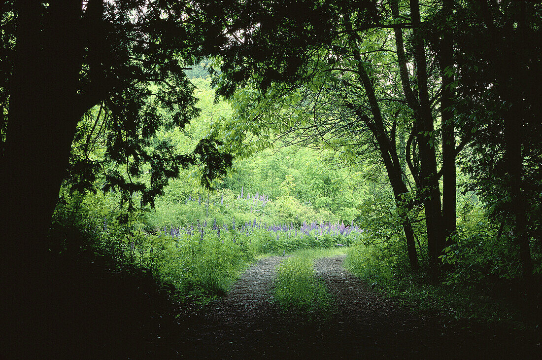 Lupins Along Woods Road, Shamper's Bluff, New Brunswick, Canada