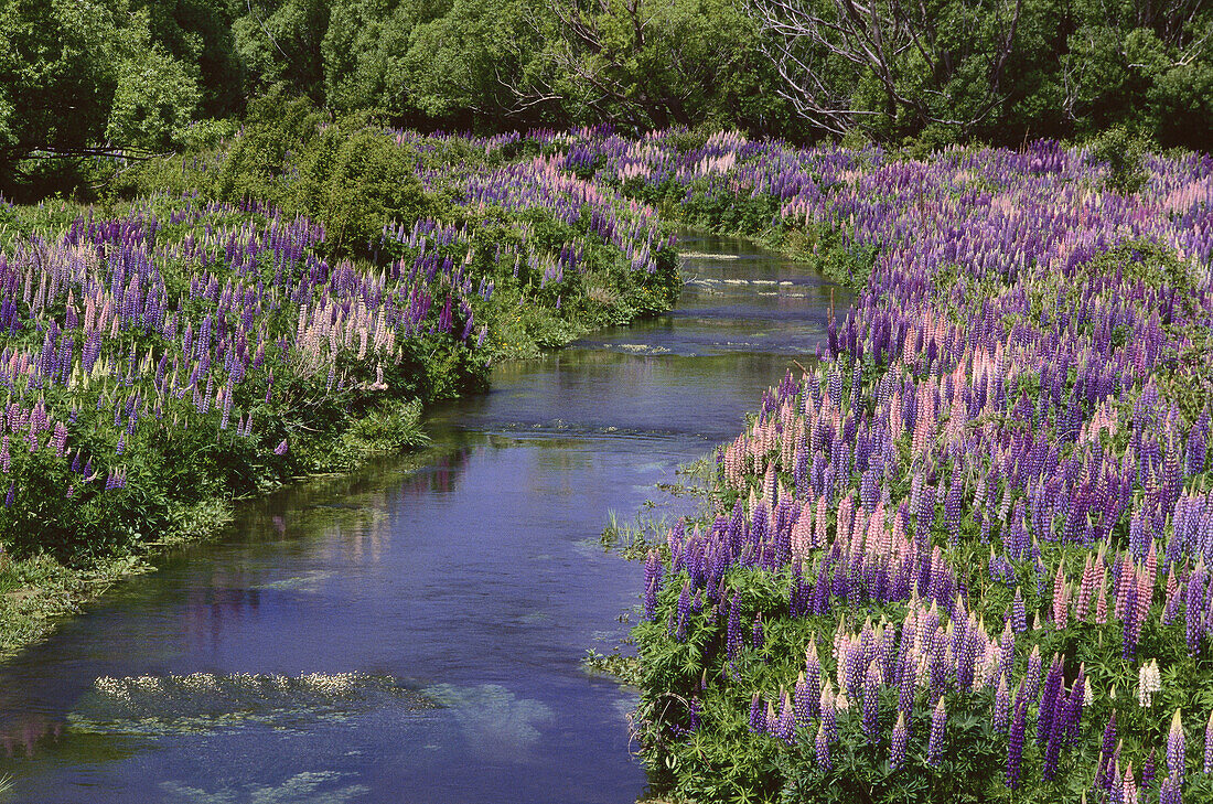 Bach und Blumen, Südinsel, Neuseeland