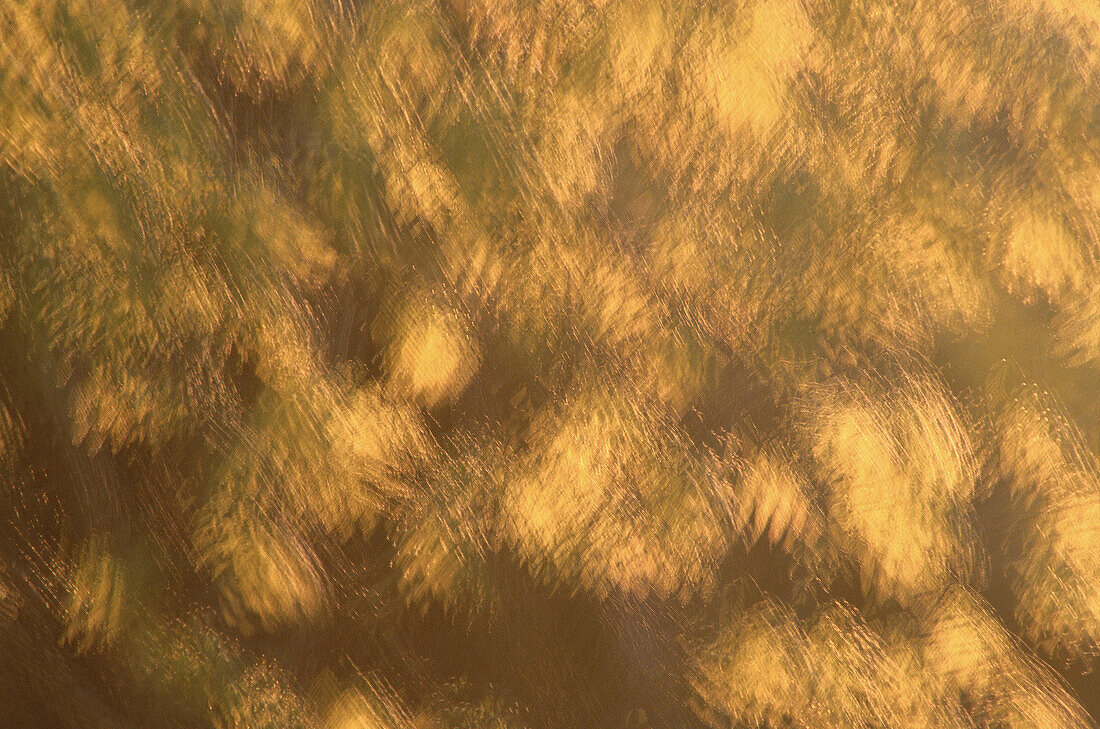 Abstract of Forsynthia Blossoms, Shampers Bluff, New Brunswick, Canada