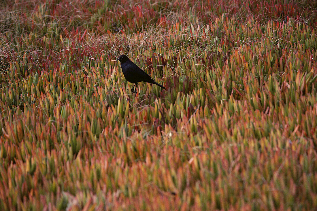 Bird and Ice Plants on Beach Monterey Peninsula, California USA