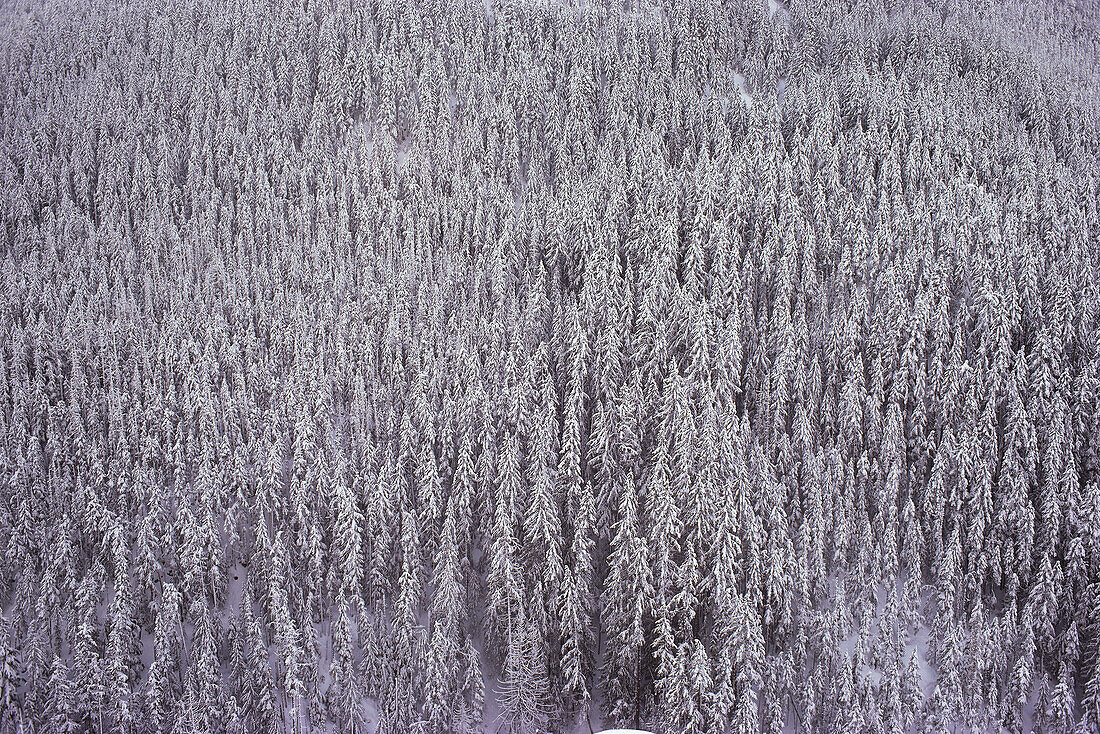 Manning Provincial Park British Columbia, Kanada