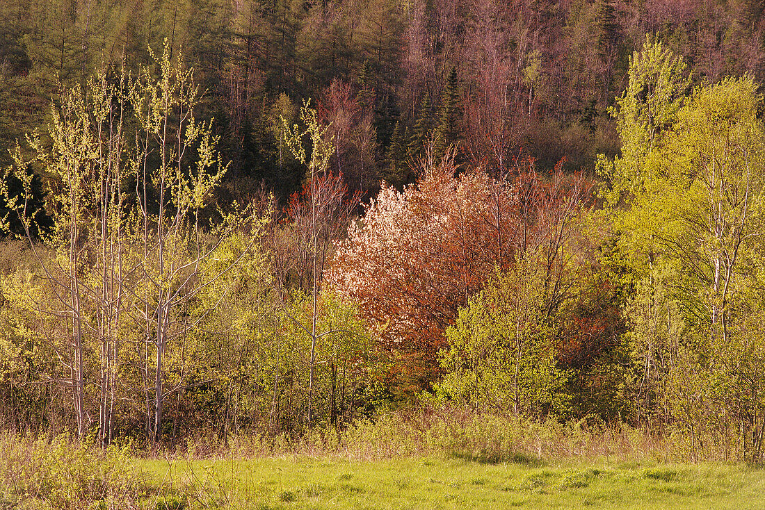 Frühlingswald, Grey Mills, Neubraunschweig, Kanada