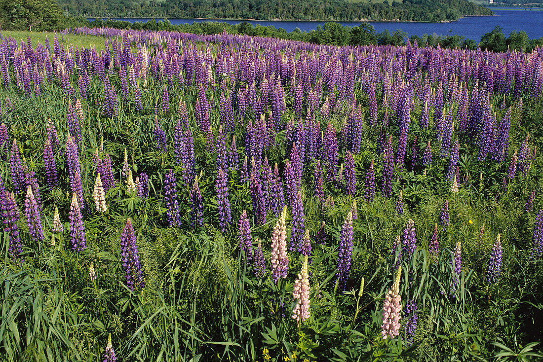 Lupins Shampers Bluff, New Brunswick Canada