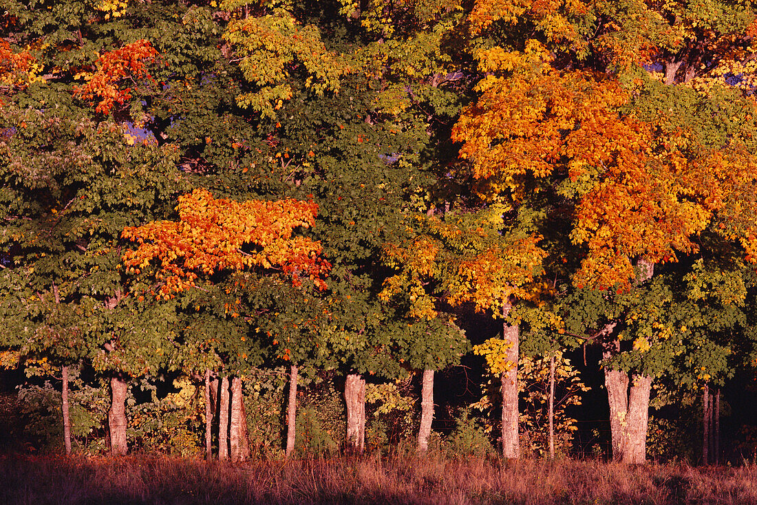 Bäume im Herbst bei Kingston, New Brunswick Kanada