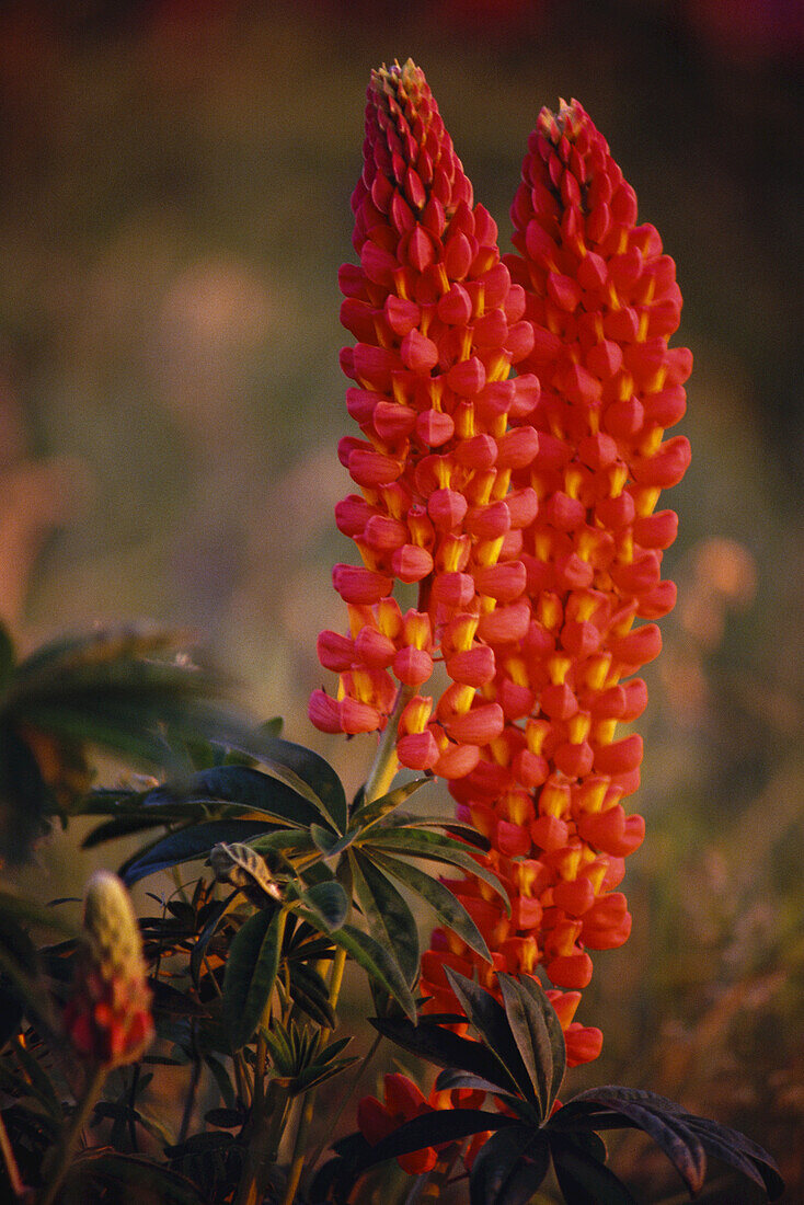 Lupinen Shampers Bluff New Brunswick, Kanada