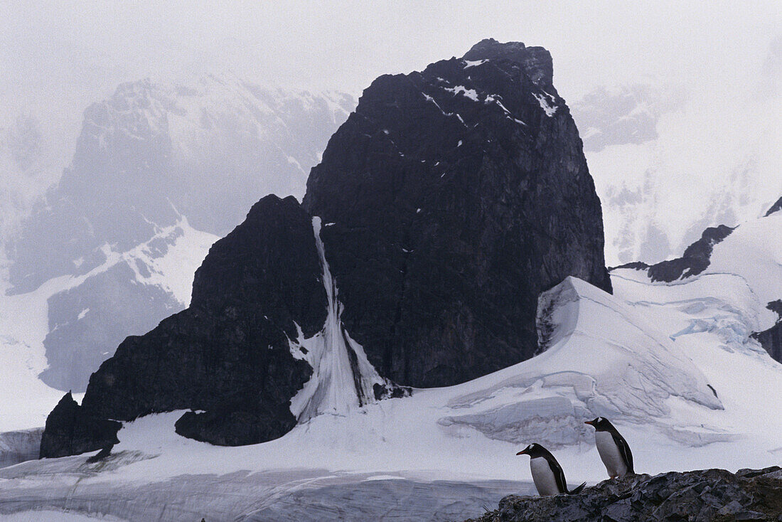 Penguins near Cuverville Island Antartica