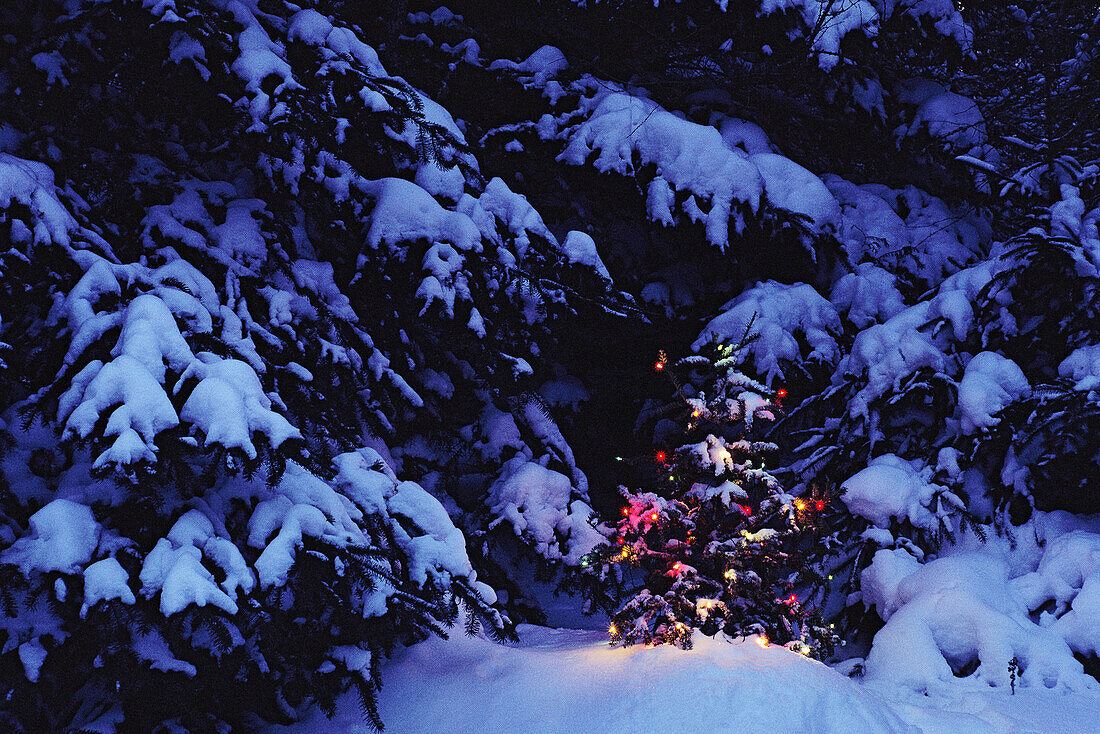 Christmas Tree Outdoors