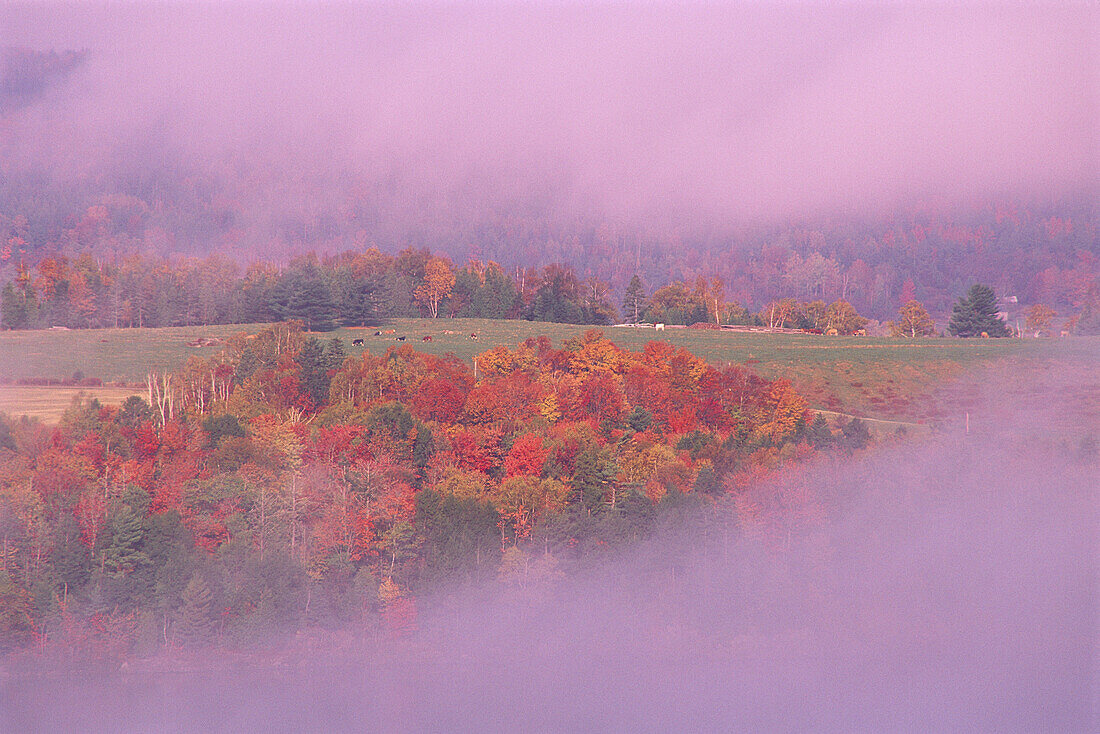 Bäume und Feld im Herbst Gorhams Bluff, New Brunswick Kanada