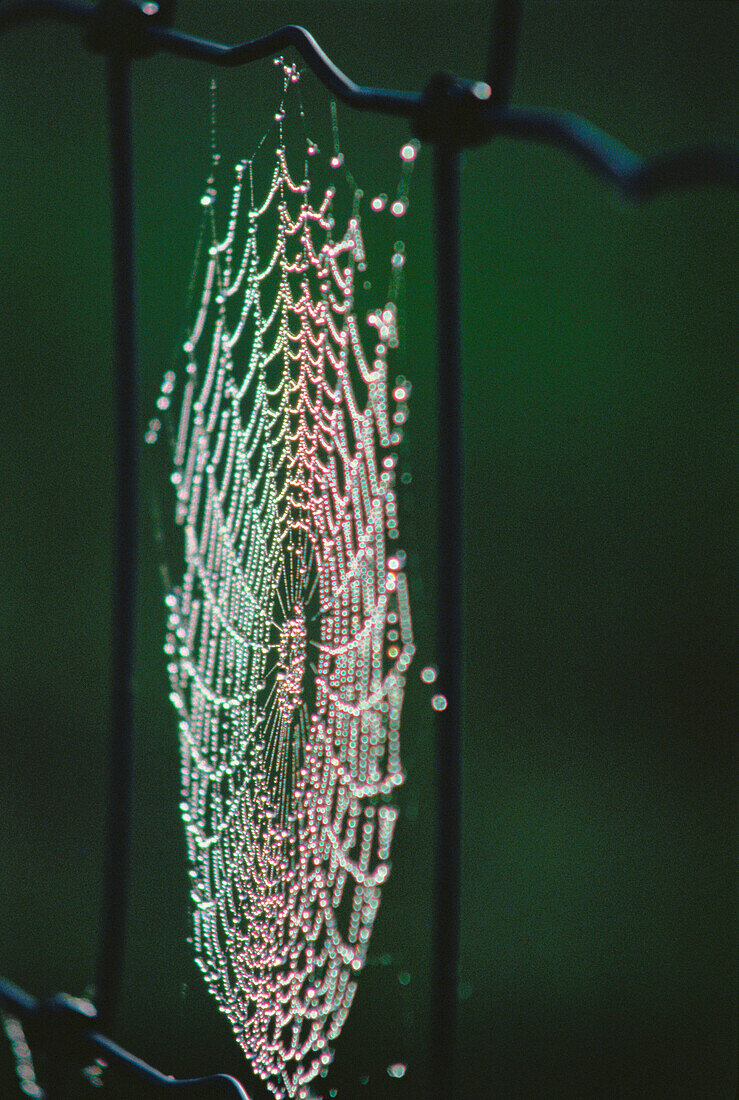 Nahaufnahme eines Spinnennetzes Reporoa, Nordinsel Neuseeland