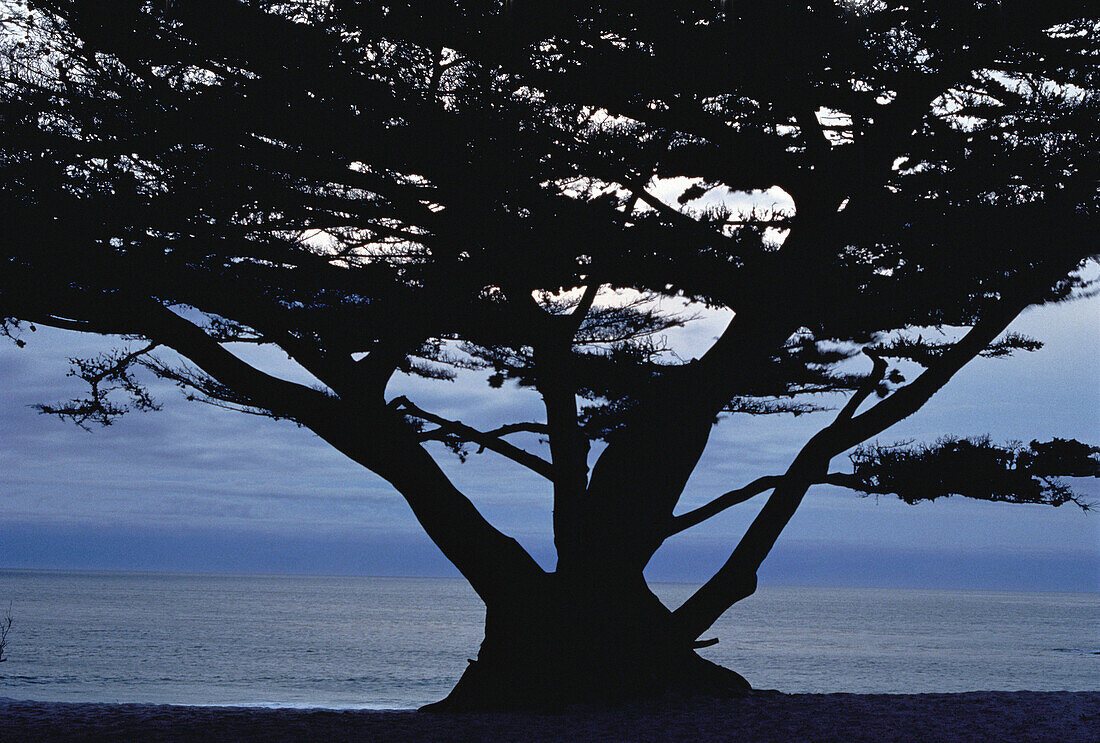Silhouette eines Baumes am Wasser, Carmel, Kalifornien, USA