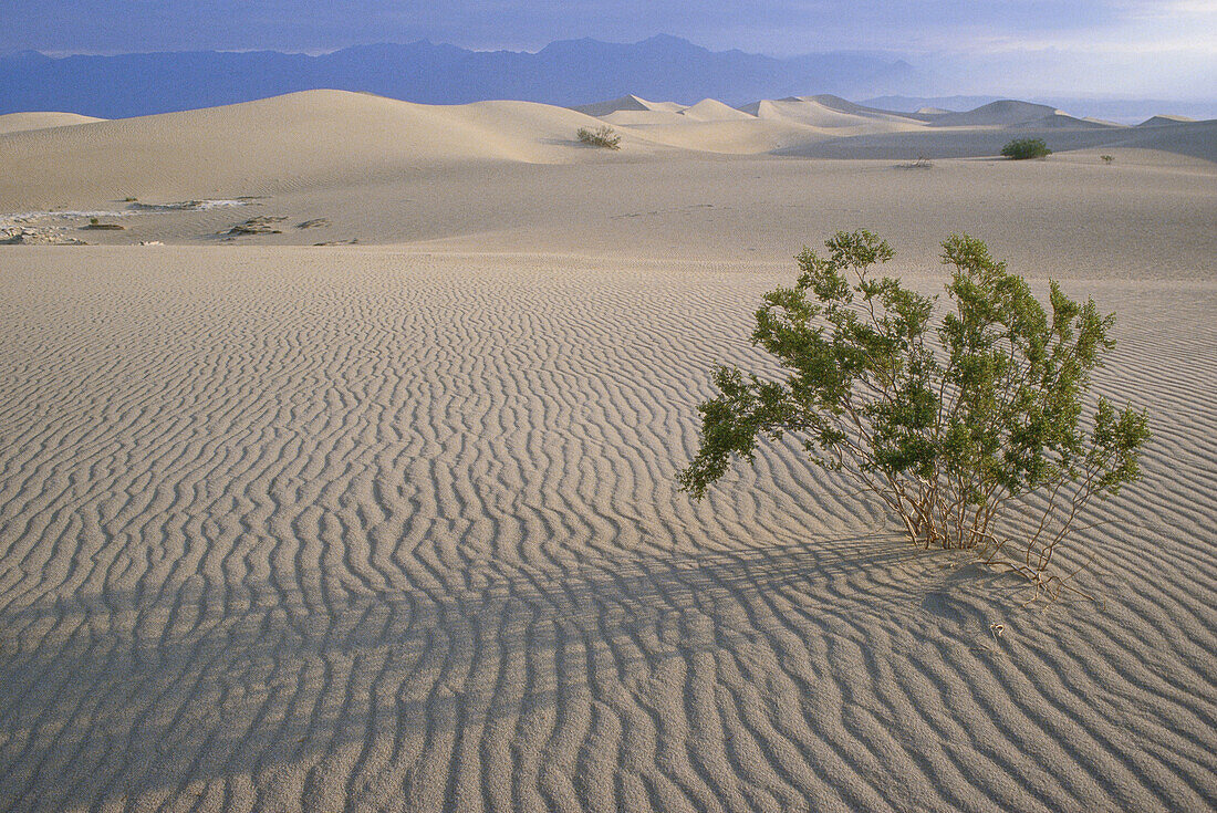 Baum in Wüste, Death Valley, Kalifornien, USA