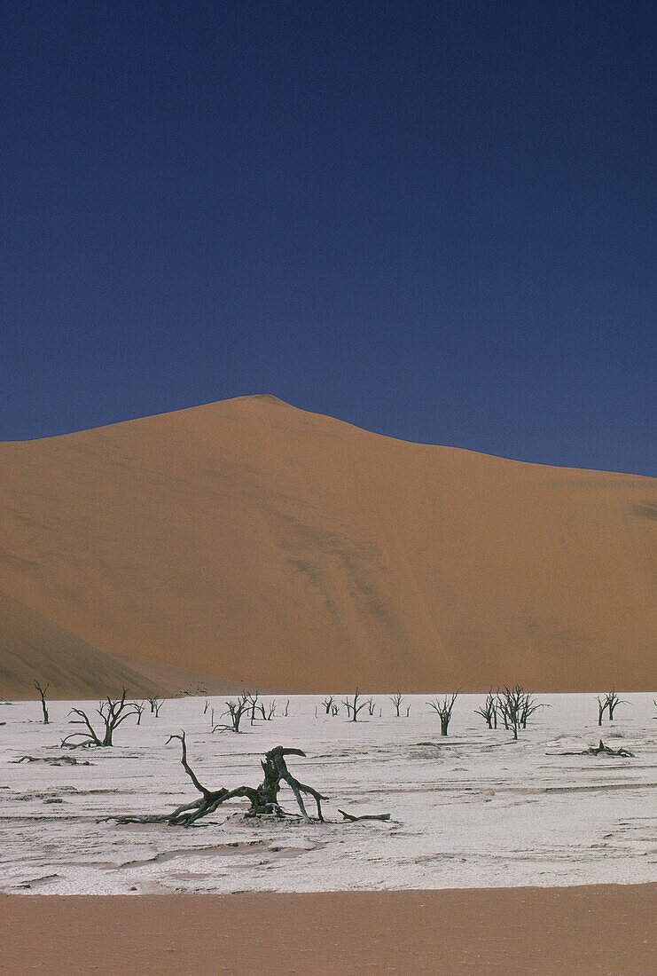 Abgestorbene Bäume wachsen im alten trockenen Seebett, Wüste, Namibia