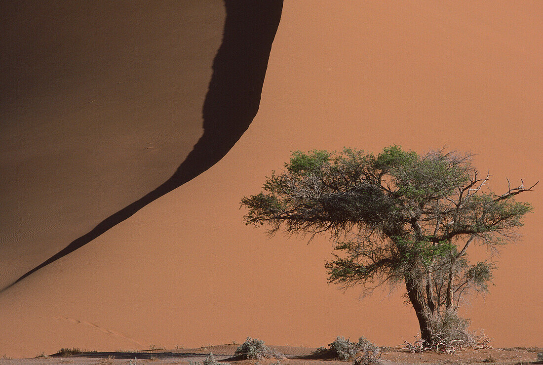 Tree and Sand Dune, Namibia