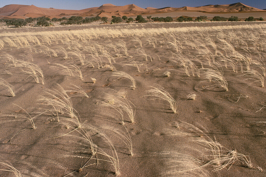 Wüste, Sossusvlei, Namibia