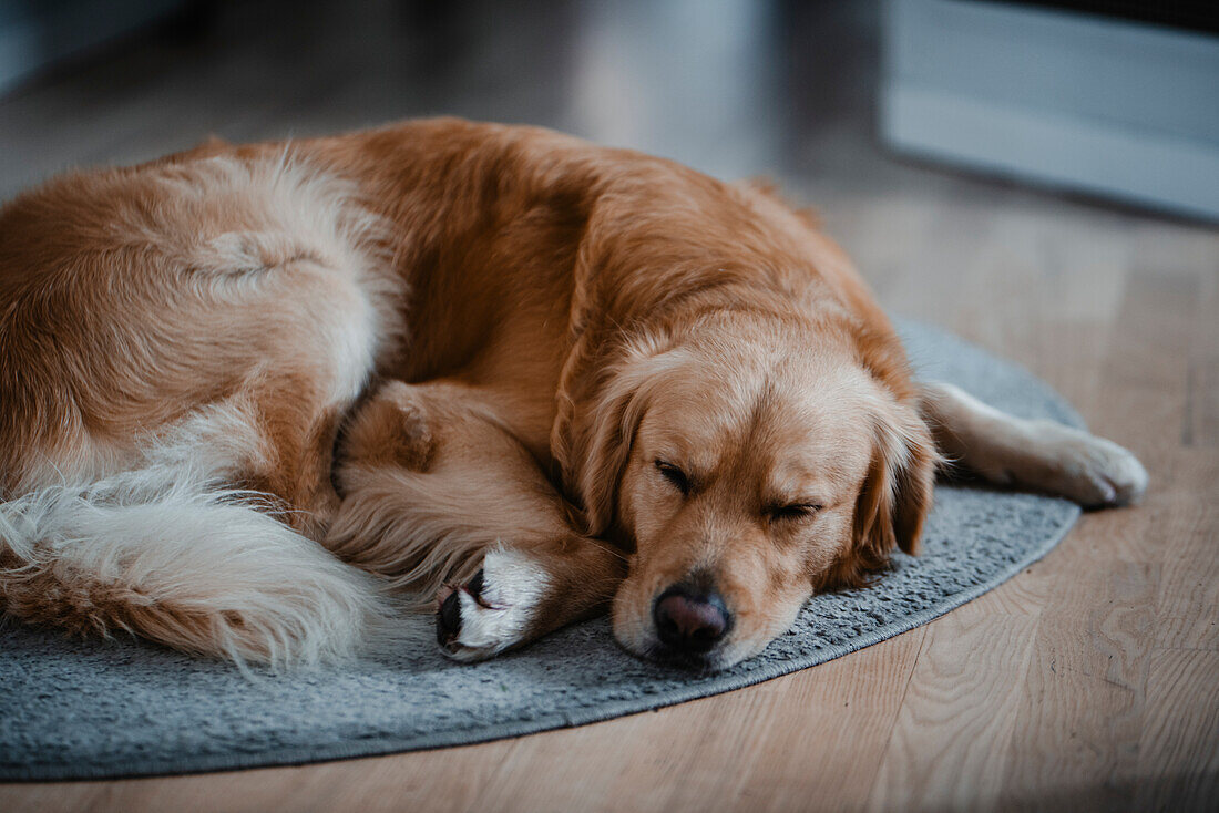 Dog sleeping on carpet