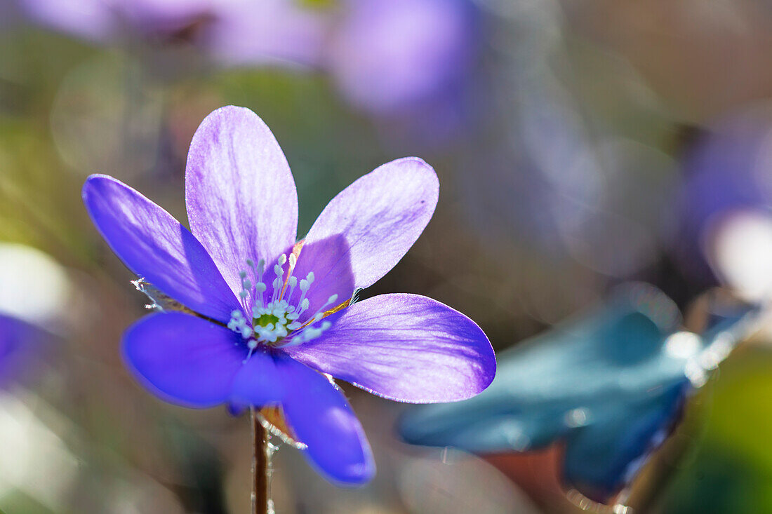 Nahaufnahme eines blauen Hepatica-Blütenkopfes