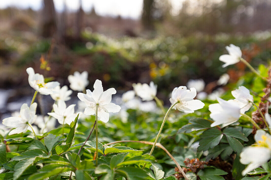 Close-up of white hepatica flowers