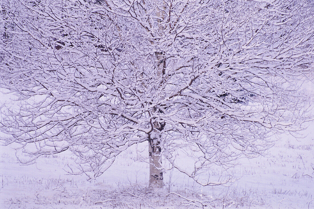 Snow Covered Tree