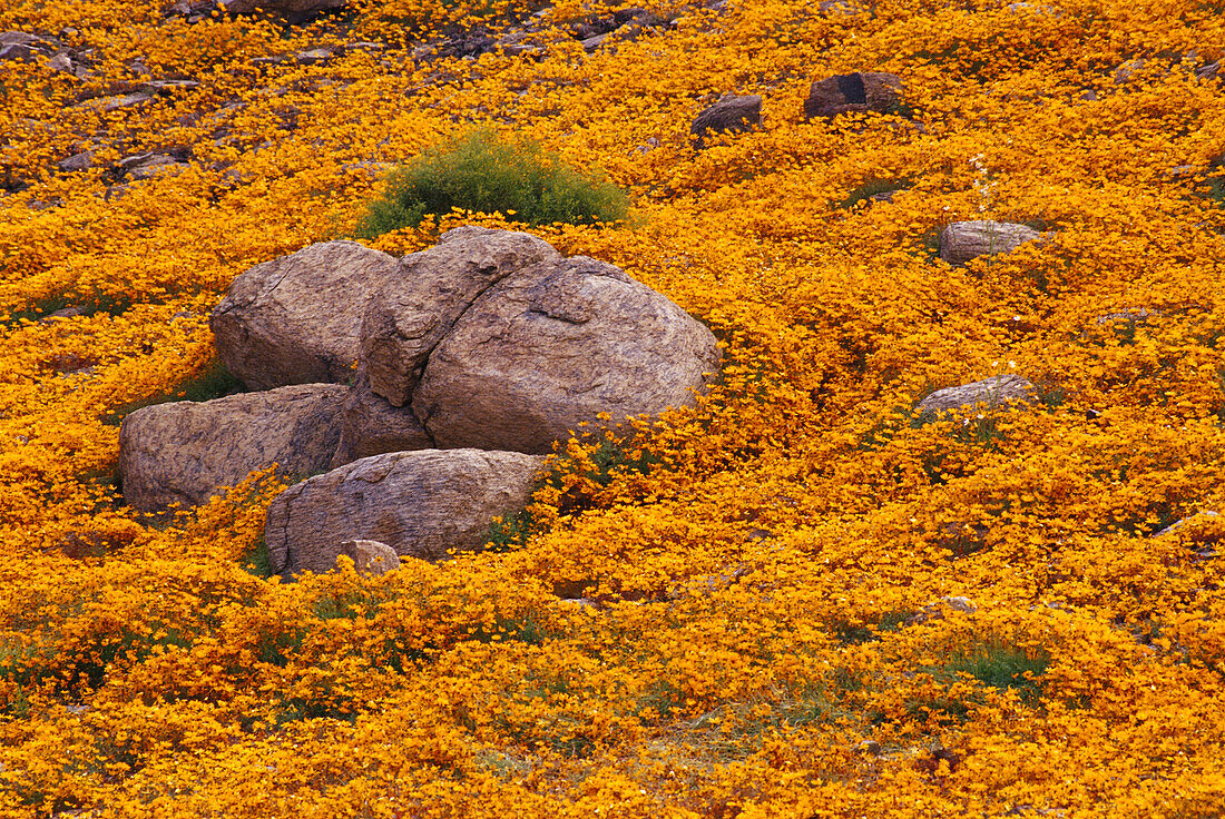 Daisies Around Rocks