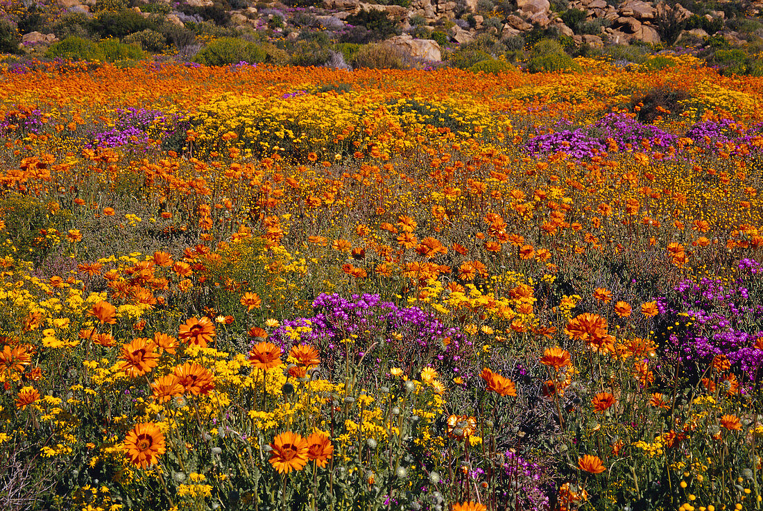 Feld mit Wildblumen, in der Nähe von Springbok, Namaqualand, Nordkap, Südafrika