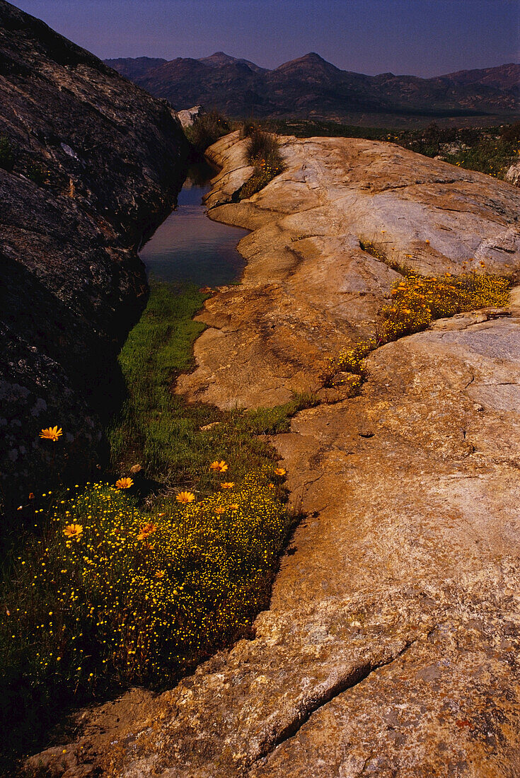 Felsengarten bei Kharkams, Namaqualand, Nordkap, Südafrika