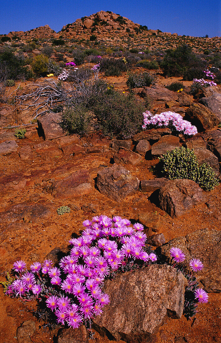 Wildblumen bei Paul's Hoek, Namaqualand, Nordkap, Südafrika