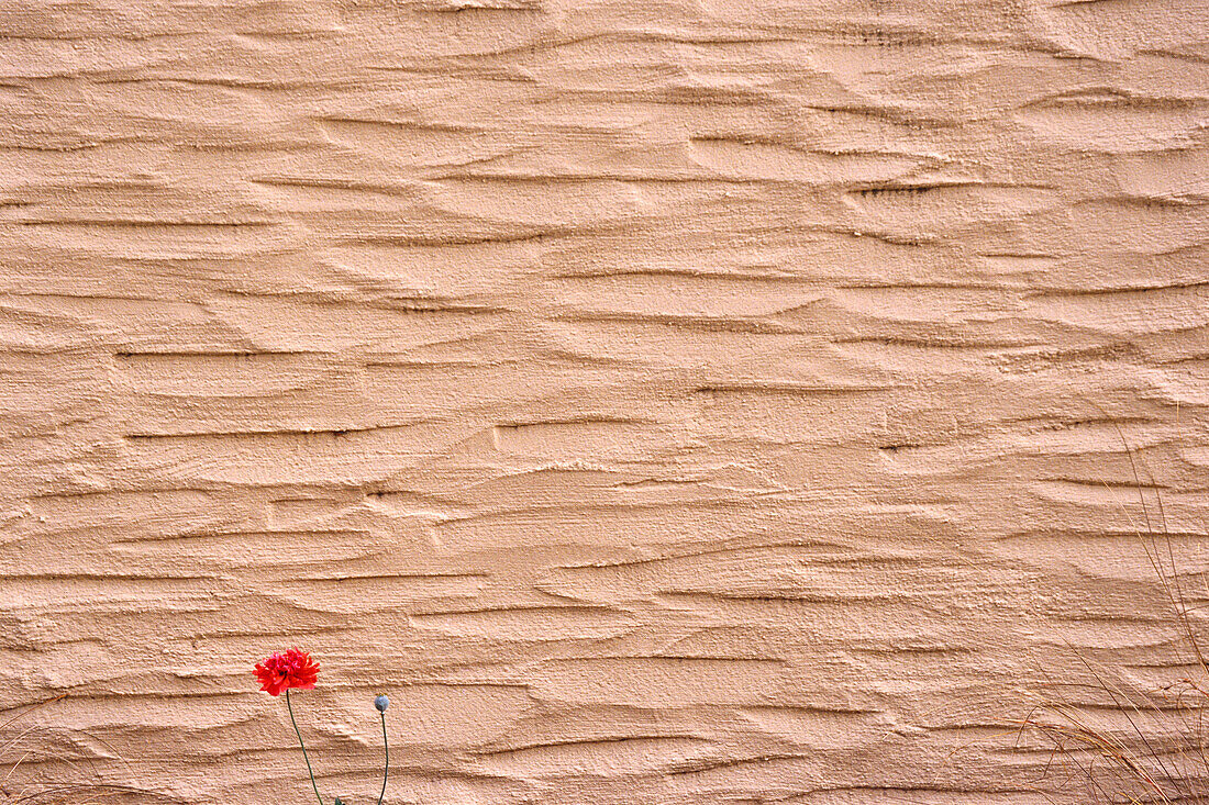 Stucco Wall and Poppy