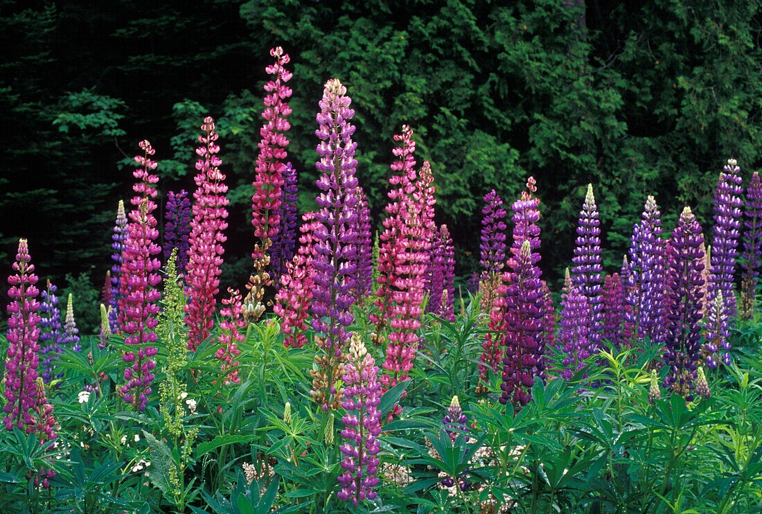 Lupinen, Shampers Bluffs, Neu-Braunschweig, Kanada