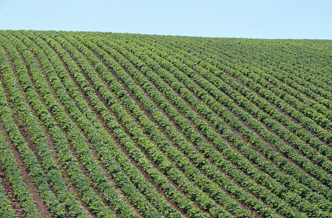 Feld mit grünen Bohnen, Pereau, Nova Scotia, Kanada